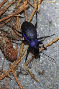 <i>Carabus problematicus</i>