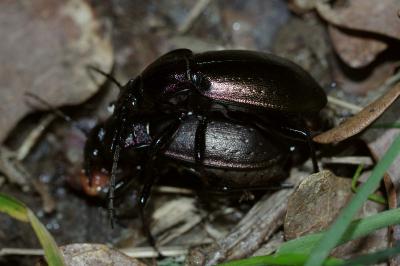 <i>Carabus nemoralis</i>