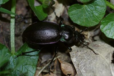 <i>Carabus nemoralis</i>
