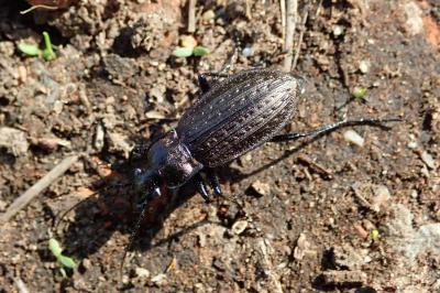 <i>Carabus granulatus</i>
