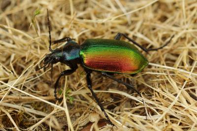 <i>Calosoma sycophanta</i>