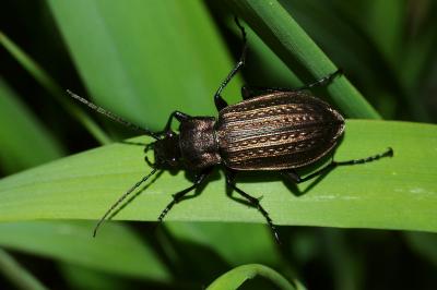 <i>Carabus granulatus</i>