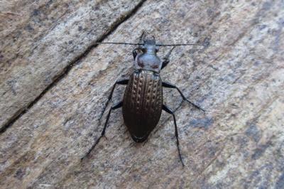 <i>Carabus granulatus</i>
