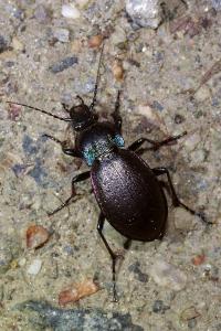 <i>Carabus nemoralis</i>