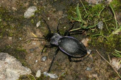 <i>Carabus problematicus</i>