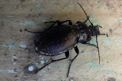 <i>Carabus nemoralis</i>