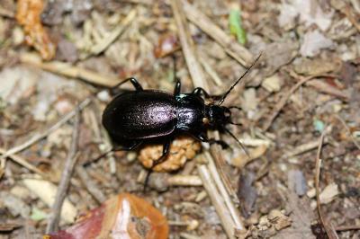 <i>Carabus nemoralis</i>