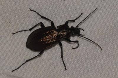 <i>Carabus granulatus</i>