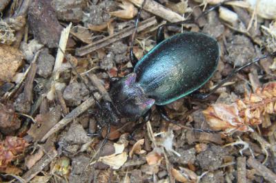 <i>Carabus nemoralis</i>