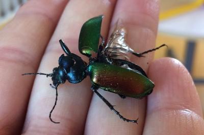 <i>Calosoma sycophanta</i>