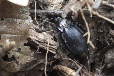 <i>Carabus nemoralis</i>