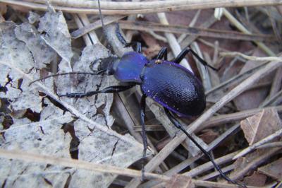 <i>Carabus problematicus</i>