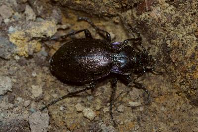 <i>Carabus nemoralis</i>