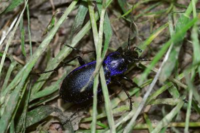 <i>Carabus problematicus</i>