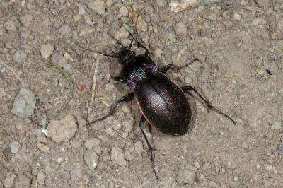 <i>Carabus nemoralis</i>