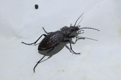 <i>Carabus granulatus</i>