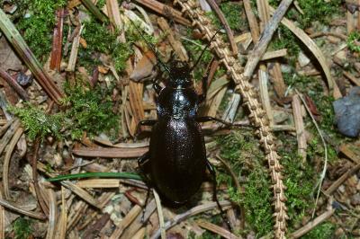 <i>Carabus nemoralis</i>