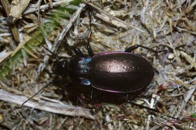 <i>Carabus nemoralis</i>