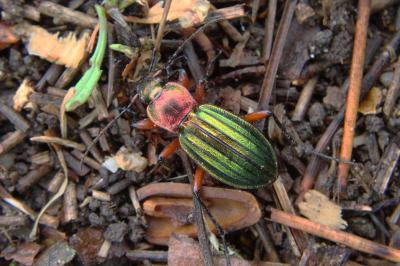 Carabus auronitens