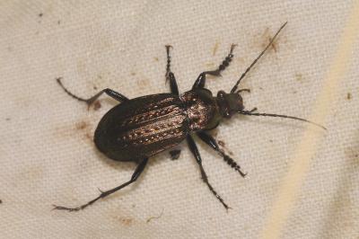 Carabus granulatus