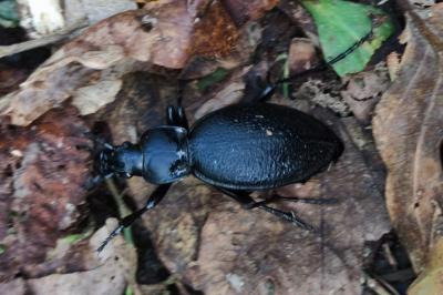 Carabus coriaceus