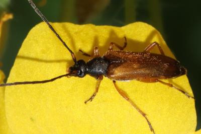 Alosterna tabacicolor