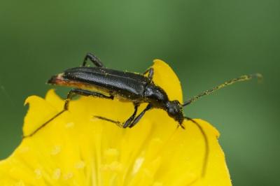 Rutpela nigra