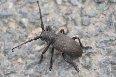 Lamia textor