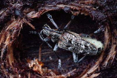 Rhagium inquisitor
