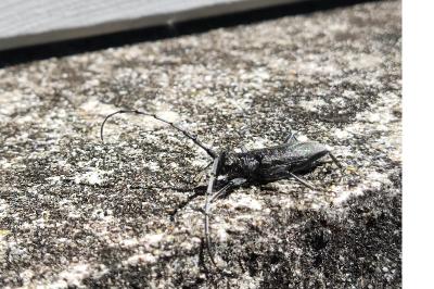 <i>Cerambyx scopolii</i>