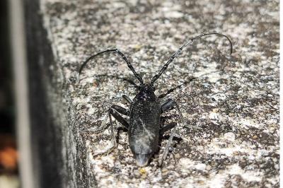 <i>Cerambyx scopolii</i>