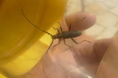 <i>Cerambyx scopolii</i>