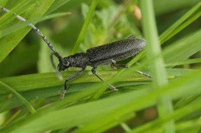 <i>Cerambyx scopolii</i>