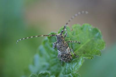 <i>Mesosa nebulosa</i>