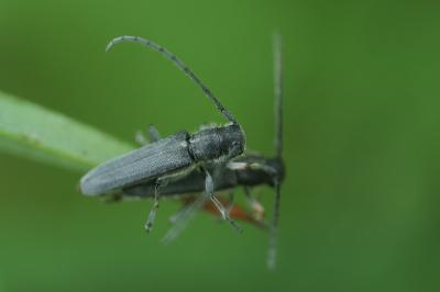 <i>Phytoecia cylindrica</i>
