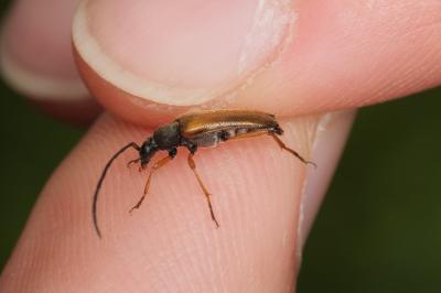 <i>Alosterna tabacicolor</i>