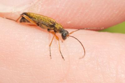 <i>Alosterna tabacicolor</i>