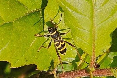 <i>Clytus arietis</i>
