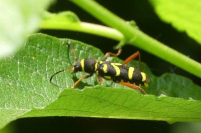 <i>Clytus arietis</i>