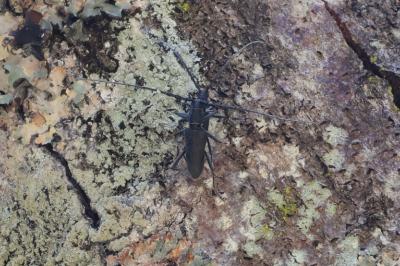 <i>Cerambyx scopolii</i>