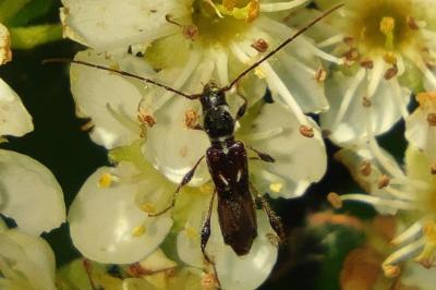 <i>Molorchus minor</i>