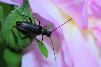 <i>Grammoptera ruficornis</i>