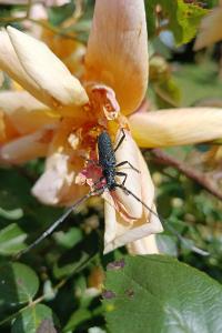 <i>Cerambyx scopolii</i>