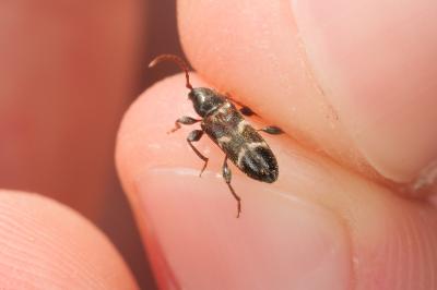 <i>Poecilium alni</i>