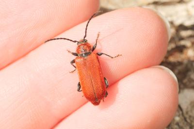 <i>Pyrrhidium sanguineum</i>