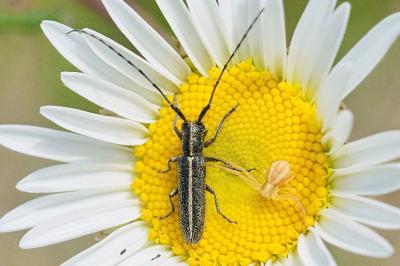 <i>Agapanthia cardui</i>