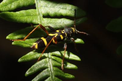 <i>Clytus arietis</i>