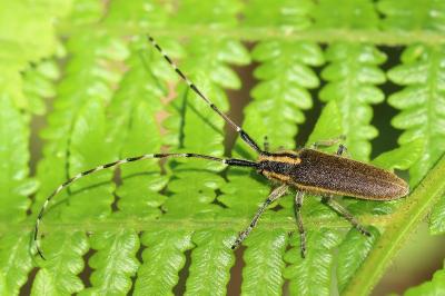 <i>Agapanthia asphodeli</i>