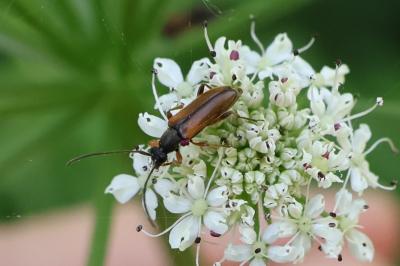 <i>Alosterna tabacicolor</i>
