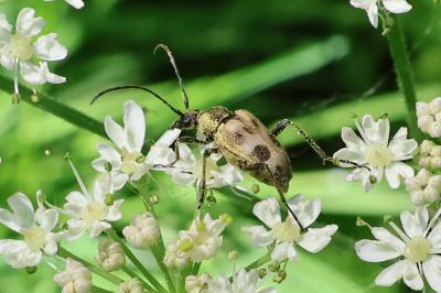 <i>Pachytodes cerambyciformis</i>